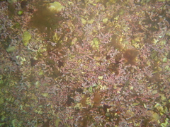 Phymatolithon calcareum