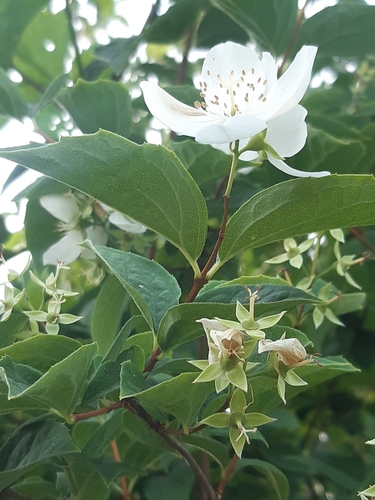 Philadelphus coronarius