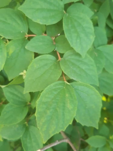 Philadelphus coronarius