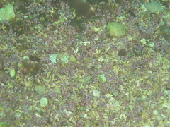 Phymatolithon calcareum