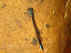 Pseudagrion draconis