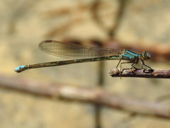 Pseudagrion draconis