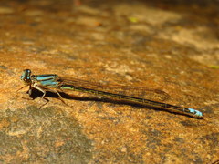 Pseudagrion draconis