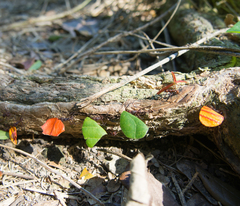 Acromyrmex octospinosus