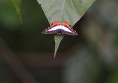 Riodinidae