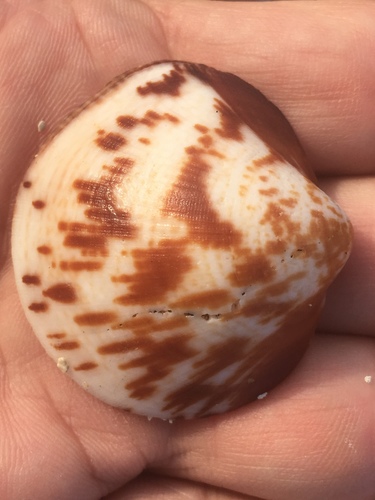 Glycymeris undata