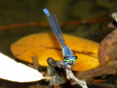 Pseudagrion draconis