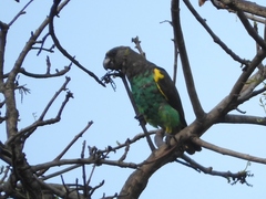 Poicephalus meyeri