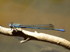 Pseudagrion draconis