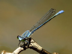 Pseudagrion draconis
