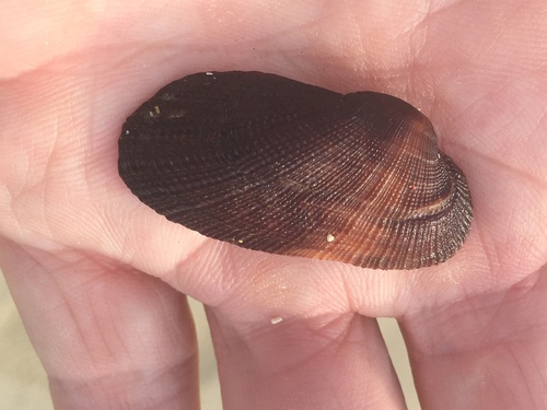 Barbatia cancellaria
