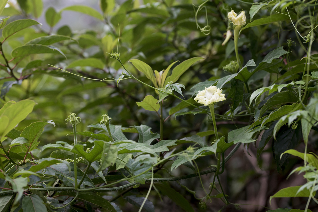 Trichosanthes rosthornii; photograph (c) Licheng Shih, some rights reserved (CC BY)