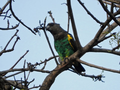Poicephalus meyeri