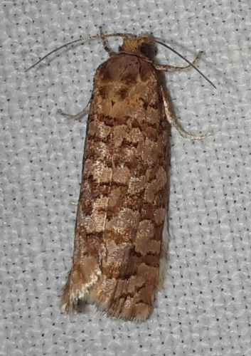 Lozotaeniodes formosana
