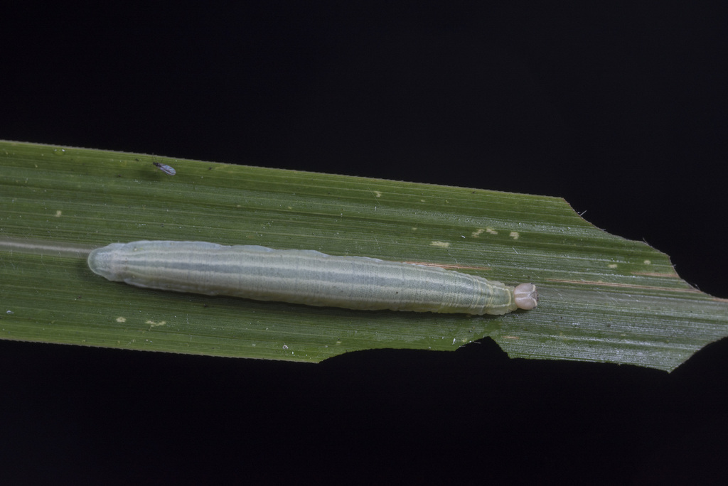 Polytremis kiraizana