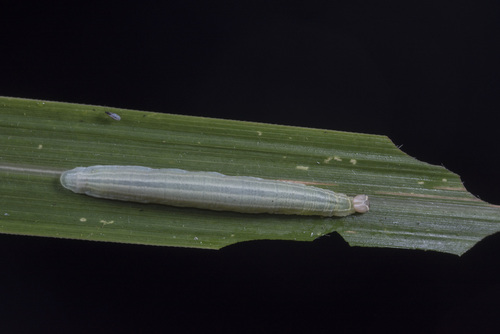 Polytremis kiraizana