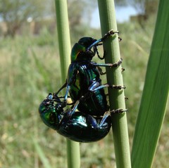 Chrysochares asiaticus