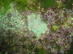 Phymatolithon calcareum