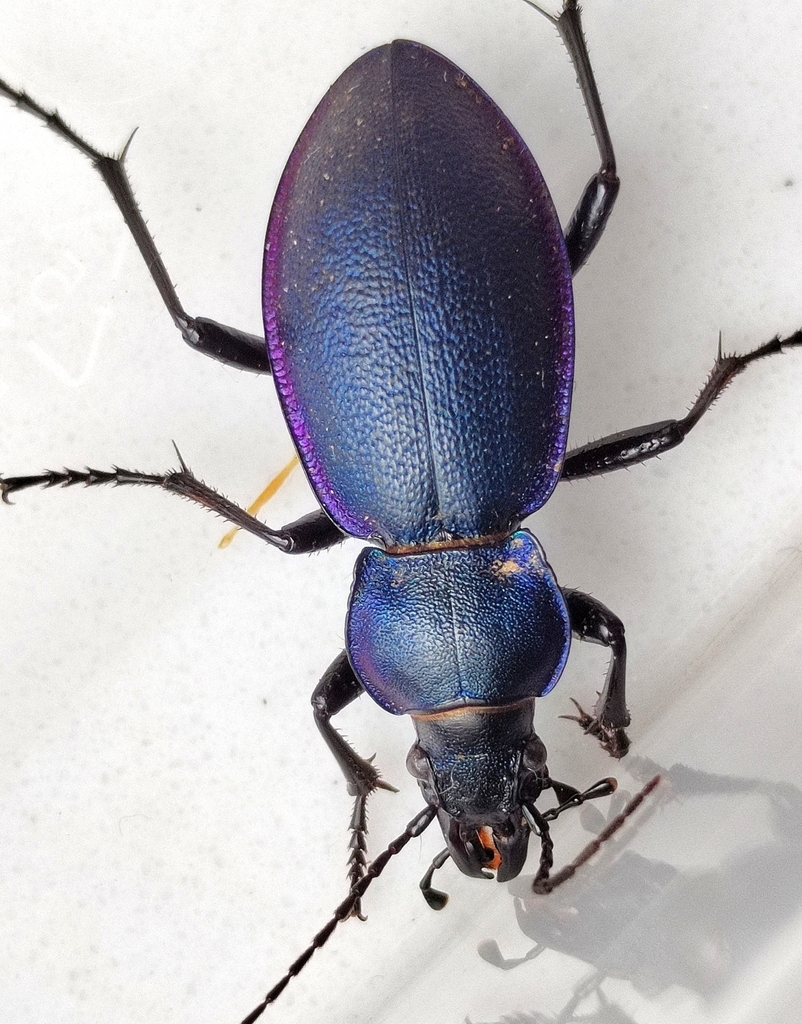 carabus-azrael-from-yanbian-korean-cn-jl-cn-on-june-23-2023-at-02-42