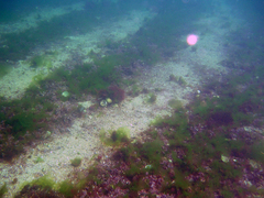 Phymatolithon calcareum