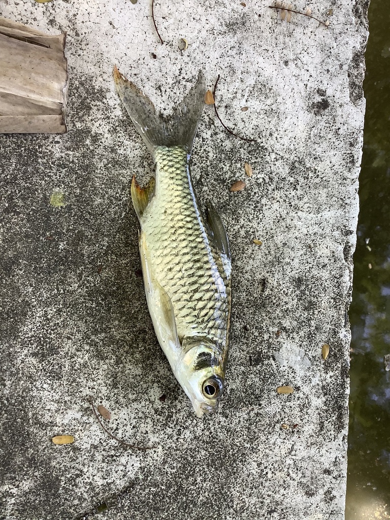 Java barb (Barbonymus gonionotus) — Cyprinidae