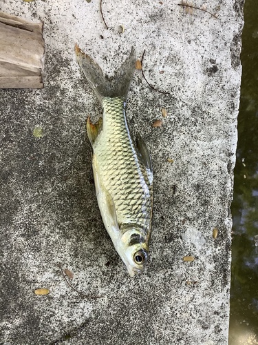 Java barb (Barbonymus gonionotus) — Cyprinidae