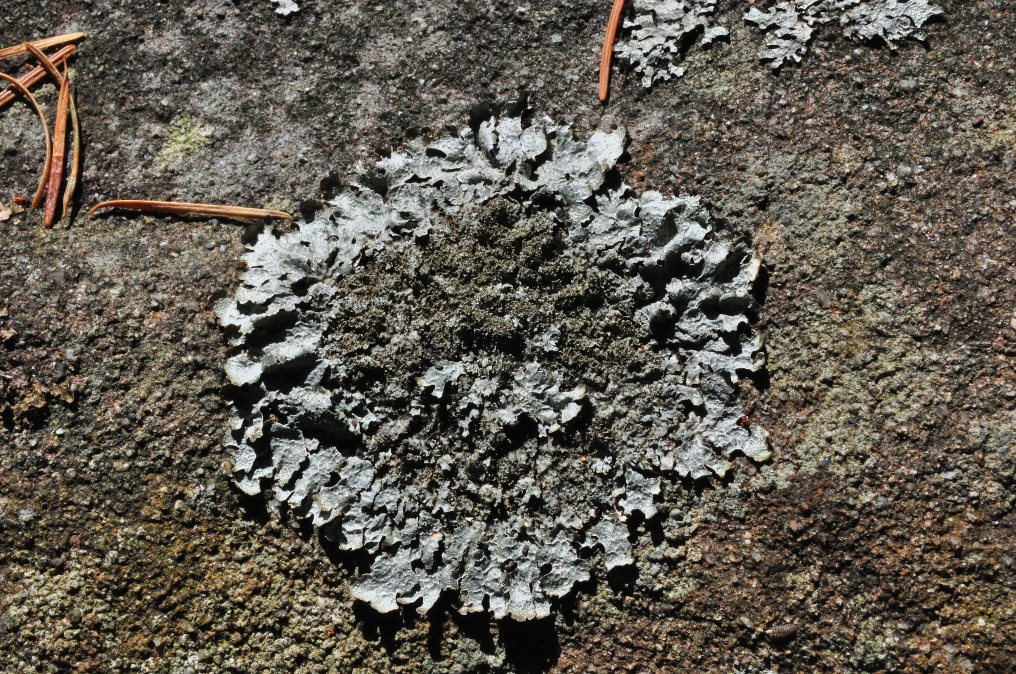 Parmelia saxatilis image