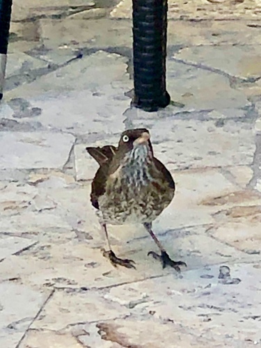 Margarops fuscatus