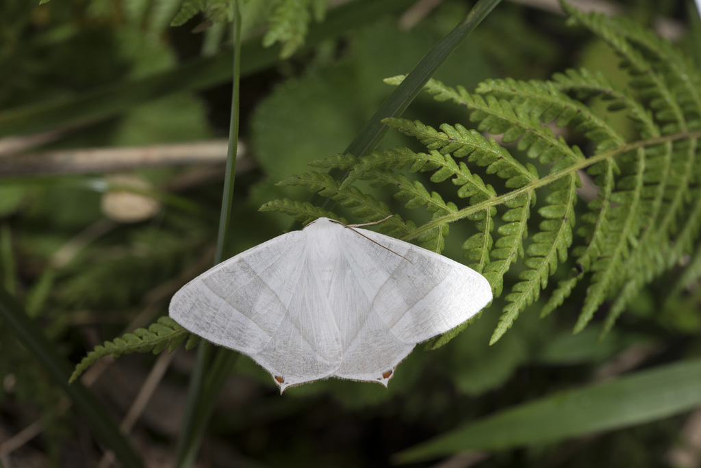 Ourapteryx caecata