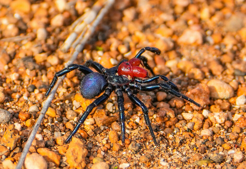 Red-headed Mouse Spider from Smoky Bay SA 5680, Australia on June 23 ...