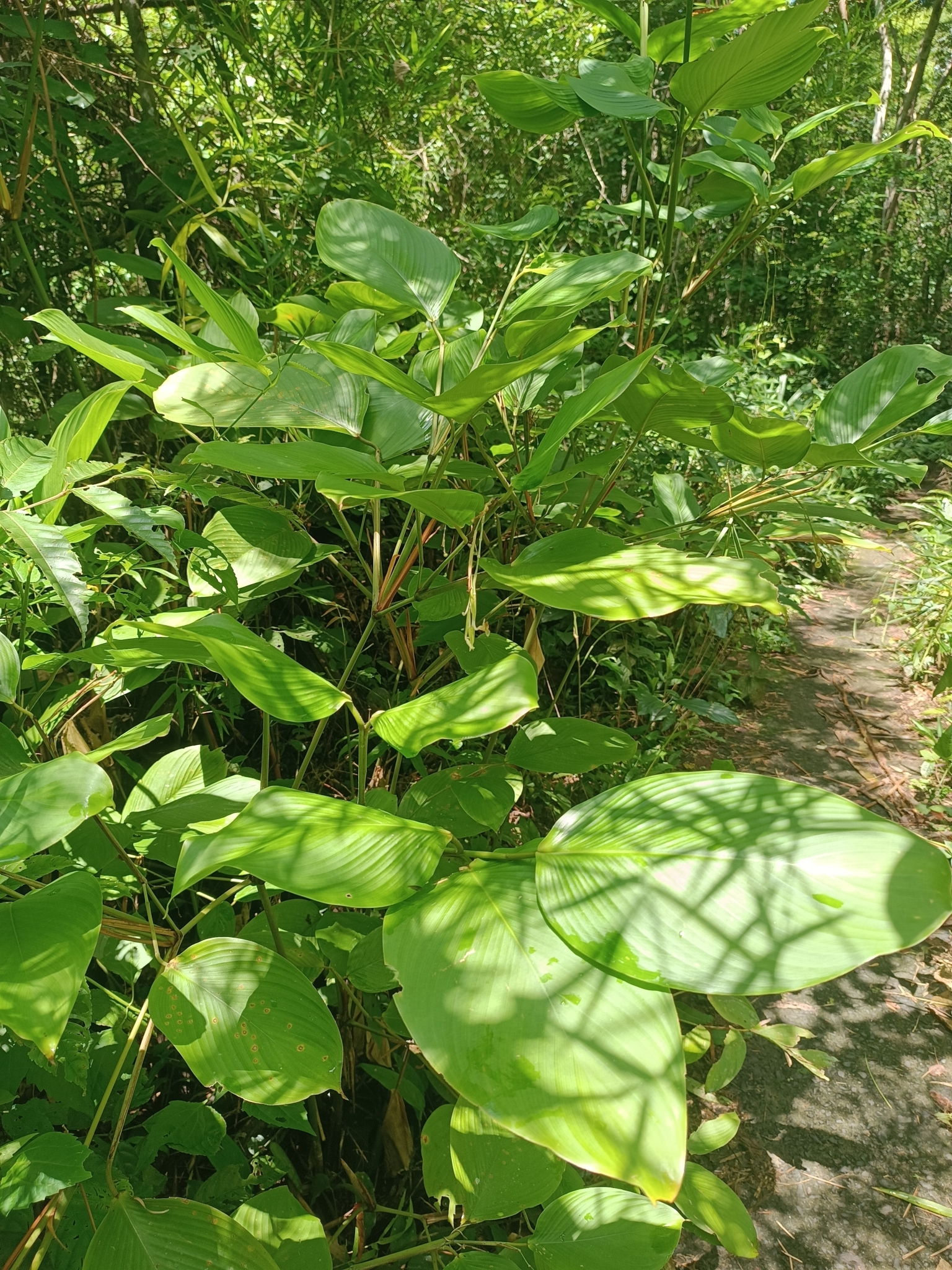 Donax canniformis (Donax canniformis)