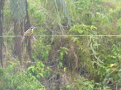 Pitangus sulphuratus