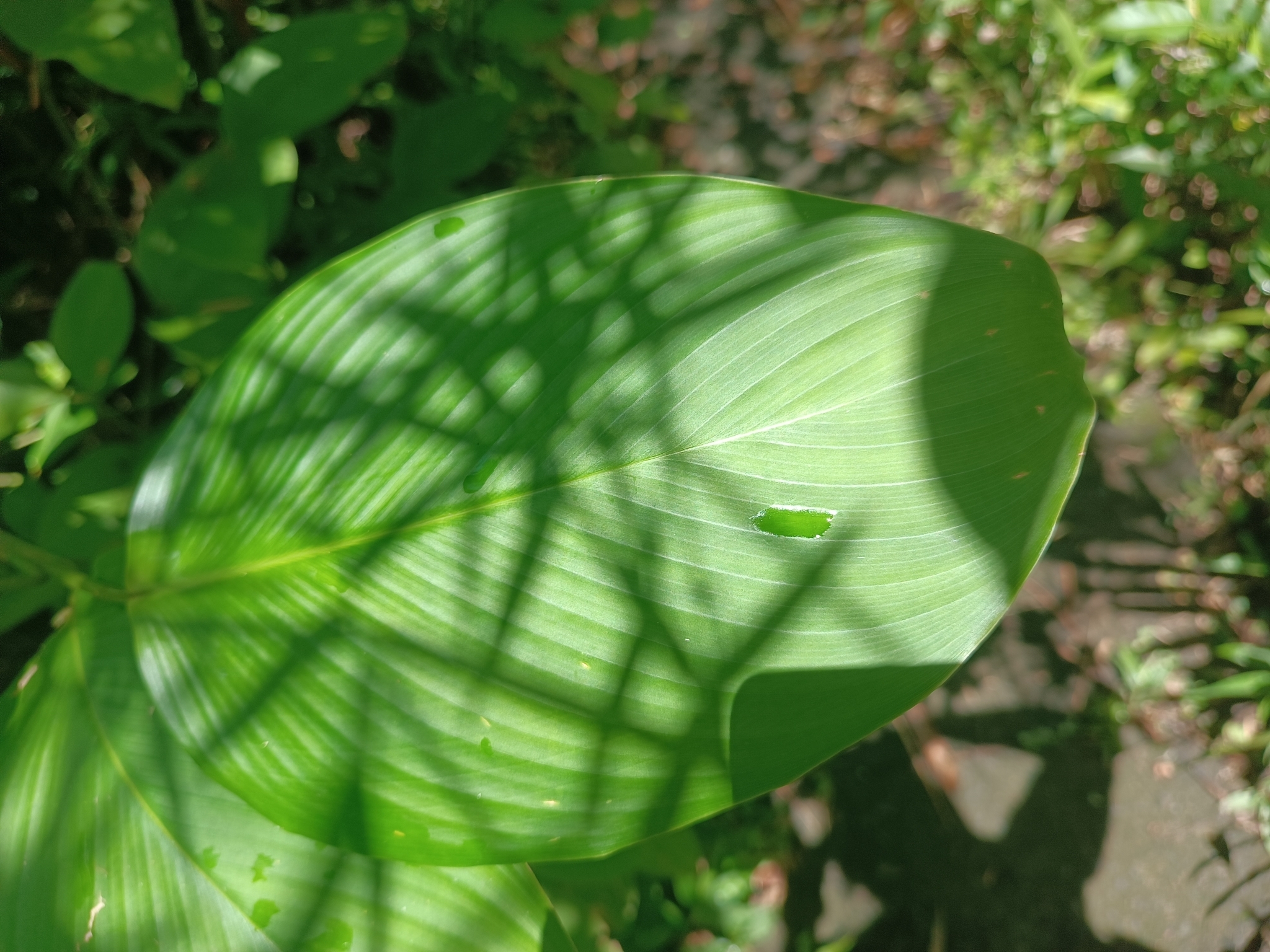 Donax canniformis — ảnh 2