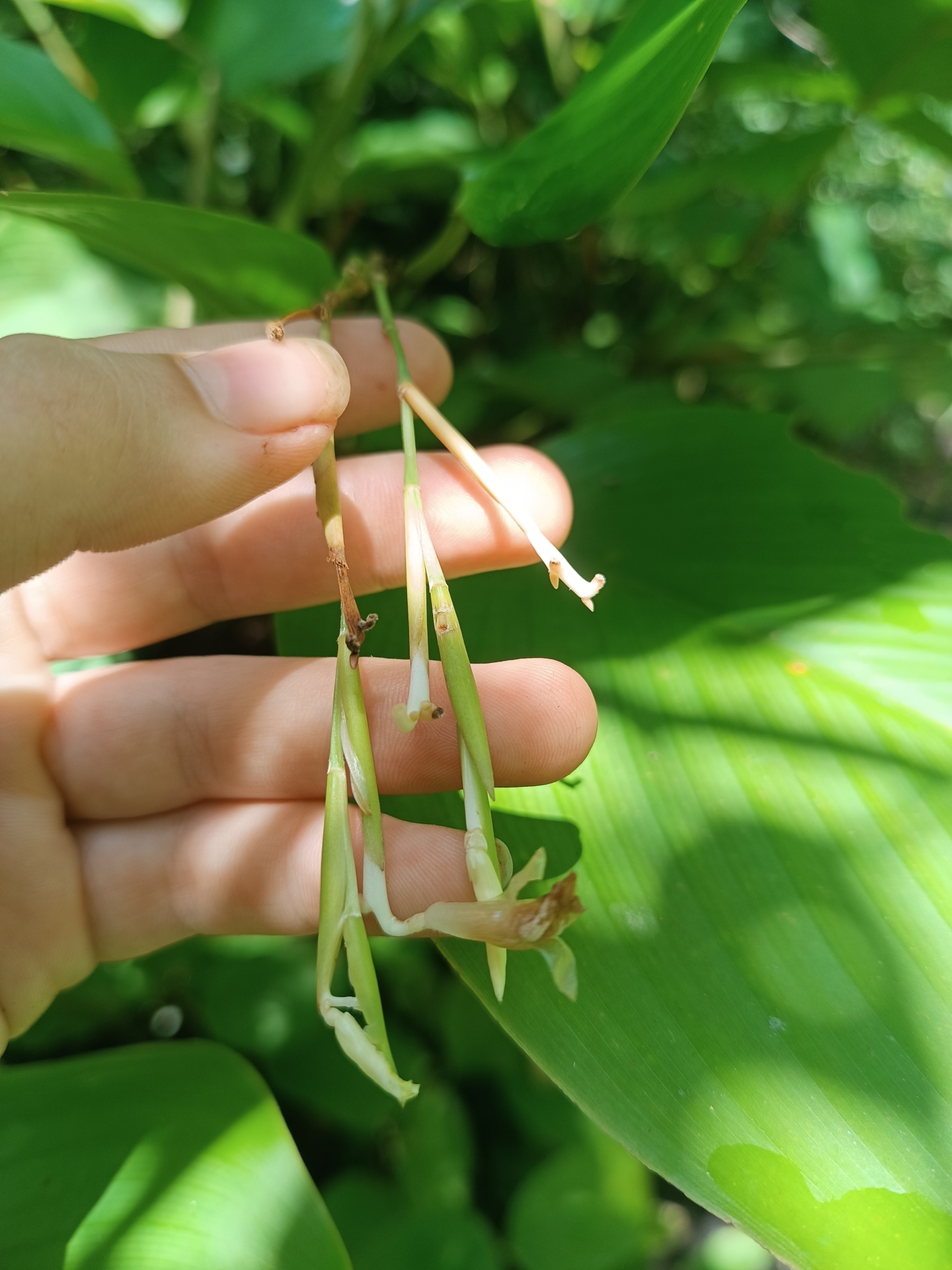 Donax canniformis — ảnh 3
