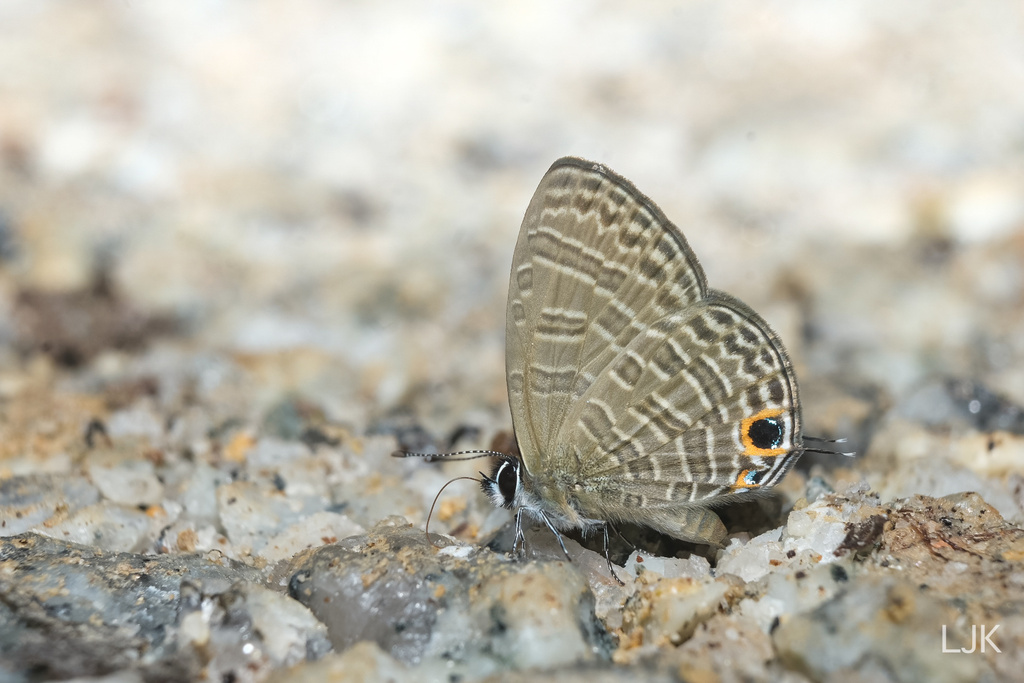 Dark Malayan Sixline Blue