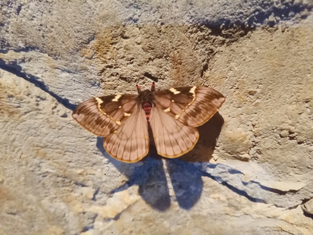 Paradirphia semirosea