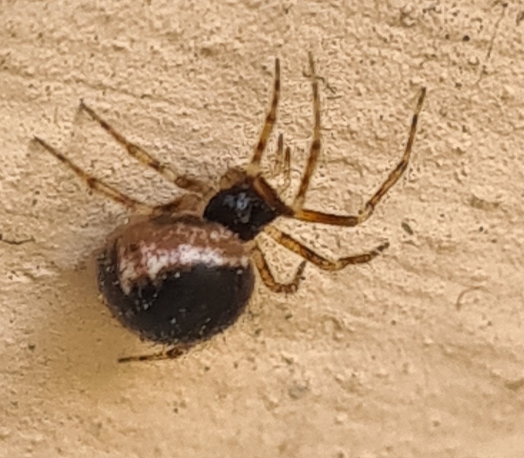 Sardinidion