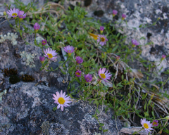 Erigeron aequifolius