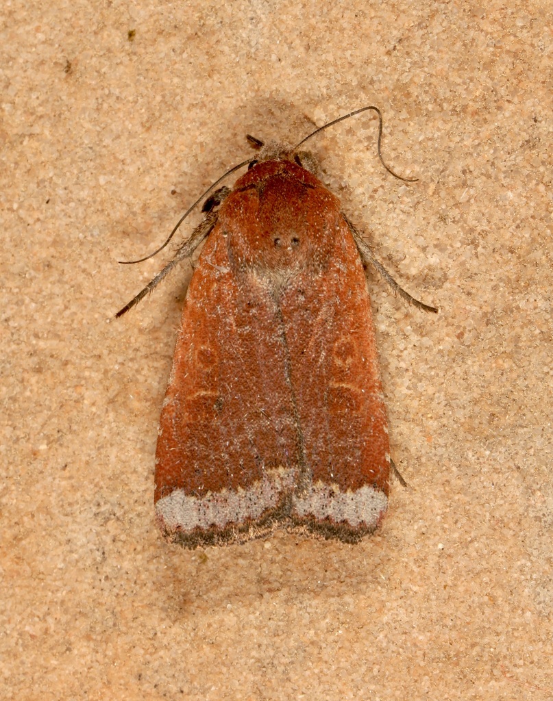 Coastal Heathland Cutworm