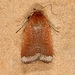 Abagrotis nefascia - Photo (c) Laura Gaudette, some rights reserved (CC BY), uploaded by Laura Gaudette