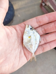 Jones' Ponyfish photo 3