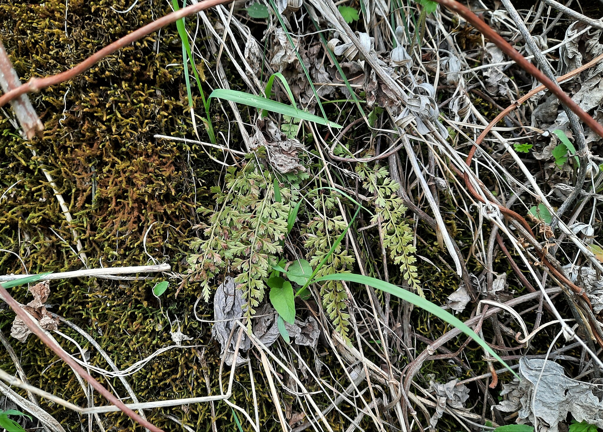 Asplenium altajense