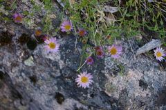 Erigeron aequifolius