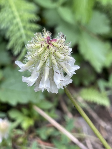 Trifolium eriocephalum ssp. arcuatum