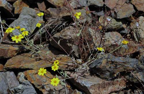 Congdon's woolly sunflower (Eriophyllum congdonii)