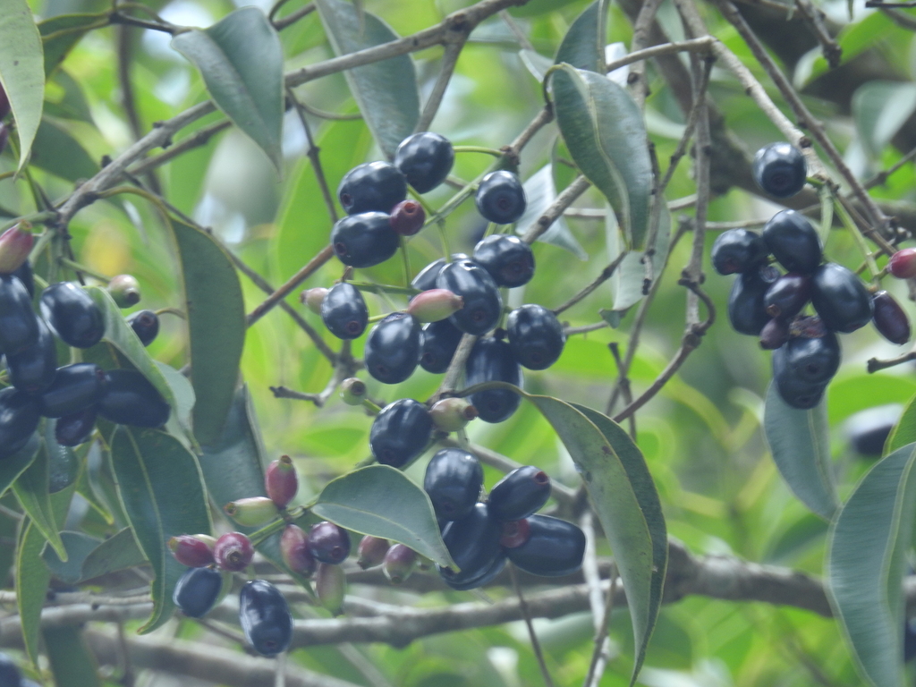 Syzygium densiflorum; photograph (c) Srinivasan Kasinathan, some rights reserved (CC BY)