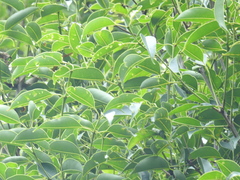 (c) Srinivasan Kasinathan, some rights reserved (CC BY) Syzygium densiflorum, photograph (c) Srinivasan Kasinathan, some rights reserved (CC BY)