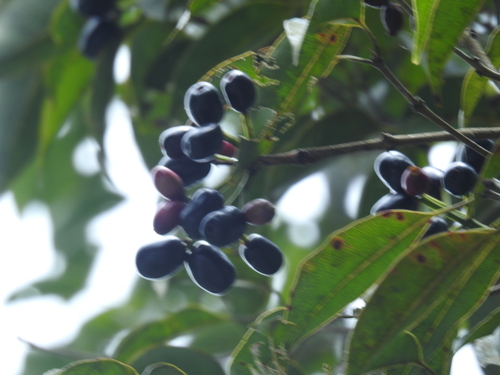 Syzygium densiflorum, photograph 2