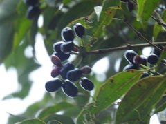 (c) Srinivasan Kasinathan, some rights reserved (CC BY) Syzygium densiflorum, photograph (c) Srinivasan Kasinathan, some rights reserved (CC BY)