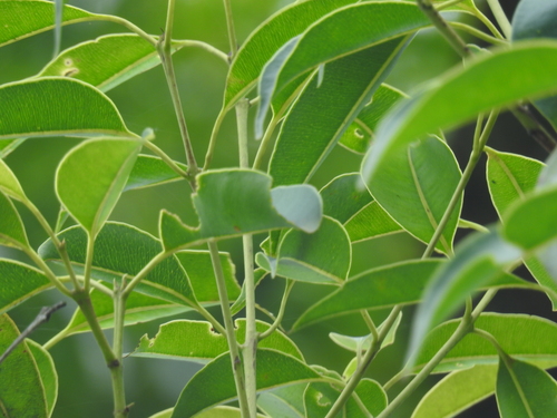 Syzygium densiflorum, photograph 3